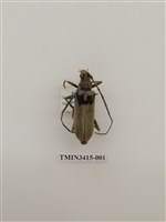 藏品(金毛山天牛)的圖片